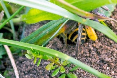 Ivy Bee [Colletes hederae]