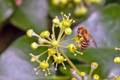 Ivy Bee [Colletes hederae]