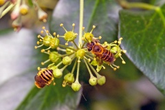 Ivy Bee [Colletes hederae]
