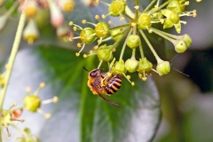 Ivy Bee [Colletes hederae]