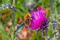 Common Carder Bee [Bombus pascuorum]
