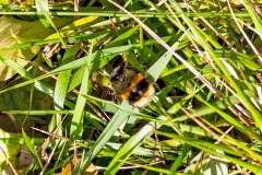 White-tailed Bumblebee [Bombus lucorum]