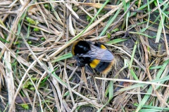 Buff-tailed Bumblebee [Bombus terrestris]