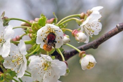 Tawny Mining Bee [Andrena fulva]