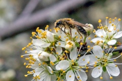 Tawny Mining Bee [Andrena fulva]