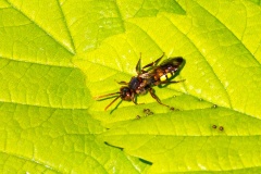 Broad-banded Nomad Bee [Nomada signata]