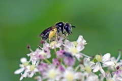 White-zoned Furrow Bee [Lasioglossum leucozonium?]