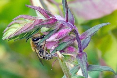 Red Bartsia Bee [Melitta tricincta]