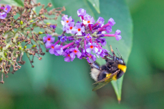 Garden Bumblebee [Bombus hortorum]