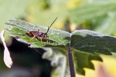 ichneumon wasp [Ichneumon confusor?]