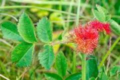 Bedeguar Gall Wasp [Diplolepis rosae]