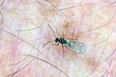 Striped Pea Gall Wasp [Cynips longiventris ?]