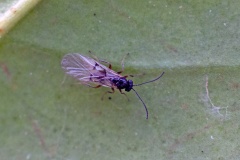 Cynipid gall wasp [unidentified]