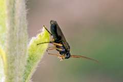Mountain Ash Sawfly [Pristiphora geniculata]