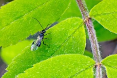 Braconid wasp [unidentified]