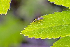 chalcidoid wasp [Mesopolobus tibialis ?]