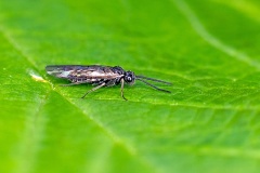 Pallid Buttercup Sawfly [Monophadnus pallescens]