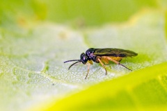 Bedstraw Sawfly [Halidamia affinis]