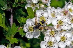 Wayward Sawfly [Tenthredo temula]