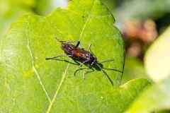 Cinquefoil Strider [Macrophya annulata]