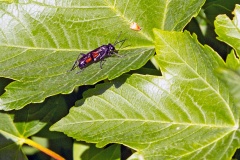 Flecked Strider [Macrophya blanda]