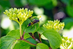 Wayward Sawfly [Tenthredo temula]