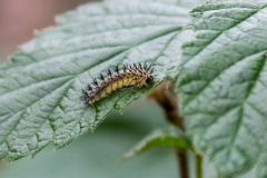 Orange Bordered Oak-cutter sawfly [Periclista pubescens]