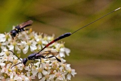 Greater Pennant Wasp [Gasteruption jaculator]