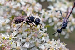 Sharp-shouldered Fly Fox [Ectemnius dives]