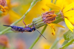 ichneumon wasp [Endromopoda detrita?]