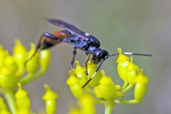 ichneumon wasp [Ichneumon suspiciosus?]