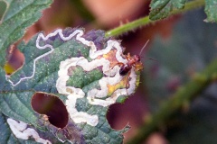 parasitic wasp [Gelis sp.?]