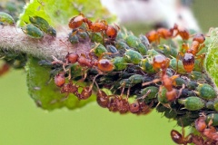 red ants [Myrmica sp.]