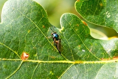 parasitic wasp [Ormyrus nitidulus]