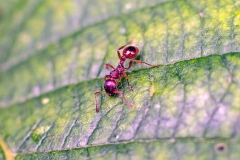 Woodland Red Ant [Myrmica ruginodis]