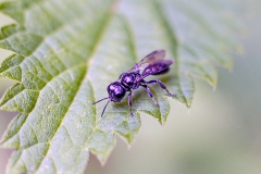 Hairy-backed Boxheaded Wasp [Crossocerus megacephalus?]