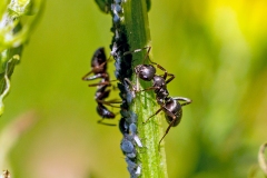 Black Garden Ant [Lasius niger]