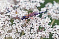 ichneumon wasp [Scambus sp.?]