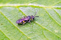 sand wasp [Nysson trimaculatus?]