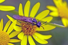 Yellow-sided Clover-Sawfly [Tenthredo notha]