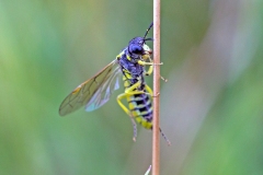 Yellow-sided Clover-Sawfly [Tenthredo notha]