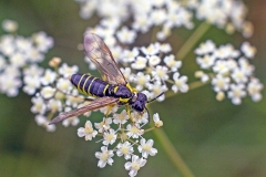 Yellow-sided Clover-Sawfly [Tenthredo notha]