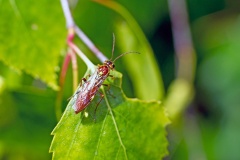 Common Tenthredopsis [Tenthredopsis nassata]