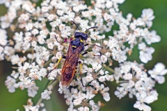 Marjoram Wasp-Sawfly [Tenthredo thompsoni]