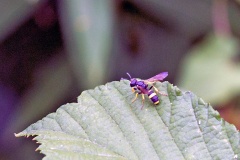 Ornate-tailed Digger Wasp [Cerceris rybyensis]