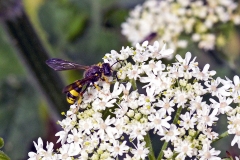 Ornate-tailed Digger Wasp [Cerceris rybyensis]
