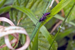 ichneumon wasp [cf. Trychosis legator]