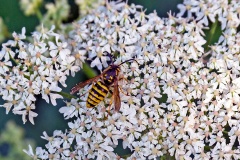 Median Wasp [Dolichovespula media]