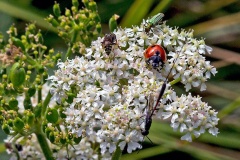 Sharp-shouldered Fly Fox, Greater Pennant Wasp, 7-spot Ladybird and Thick-legged Flower Beetle