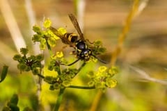 German Wasp [Vespula germanica]